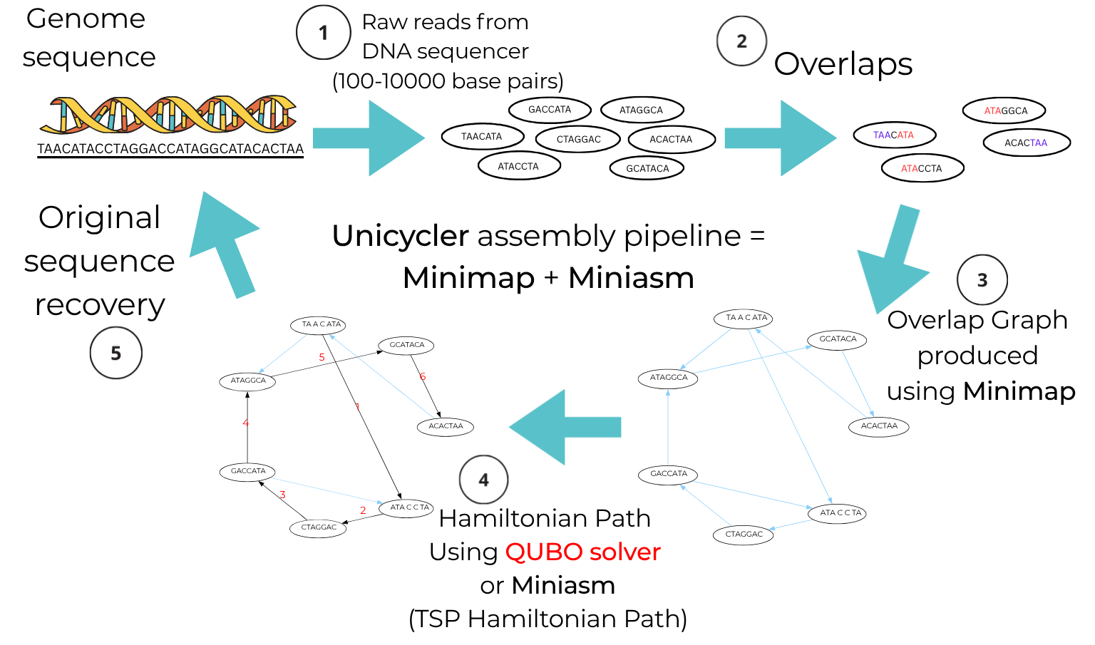 Quantum-Assisted Genome Assembly Pipeline